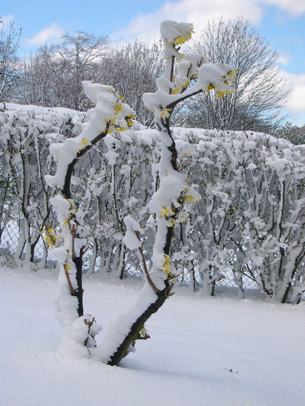 <strong>La neve di Pasqua - fotografia di Carlo Capponi -</strong>