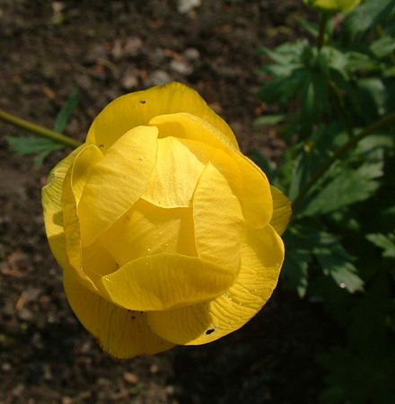 Botton d’or