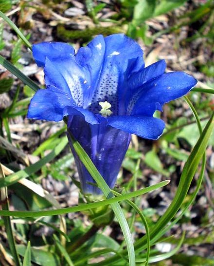 Gentiana
