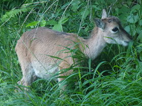 capriolo