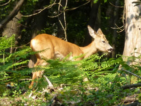 capriolo