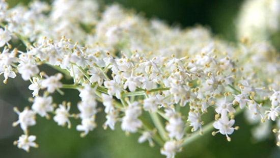 Fiori di sambuco
