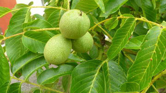 Noci